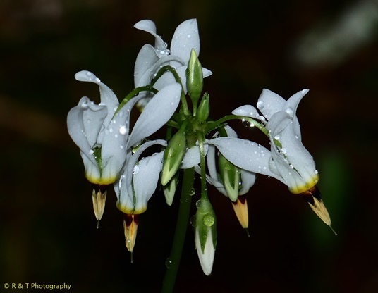 {Dodecatheon meadia}